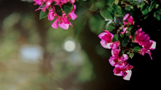 Selective Focus Photography Of Pink Bougainvillea Flowers photo