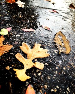 Dried Leaves On Ground photo