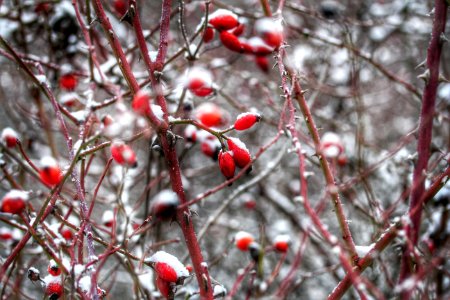 Close-up Photo Of Thorny Red Tree photo