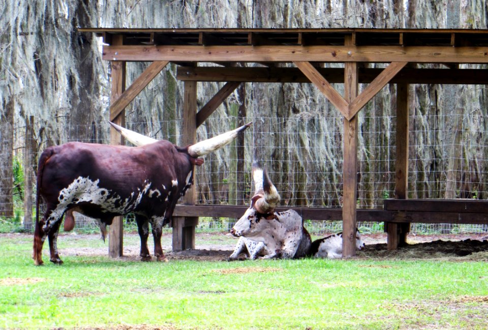 Brown And Beige Animals Near At Cage
