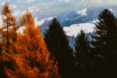 Brown And Green Leaf Trees With Snow-covered Field In Background photo