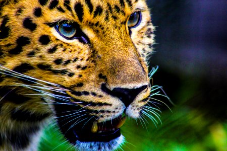 Photography Of Cheetah photo