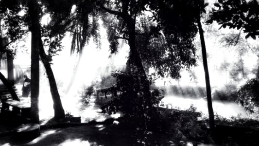 Greyscale Photo Of Trees photo