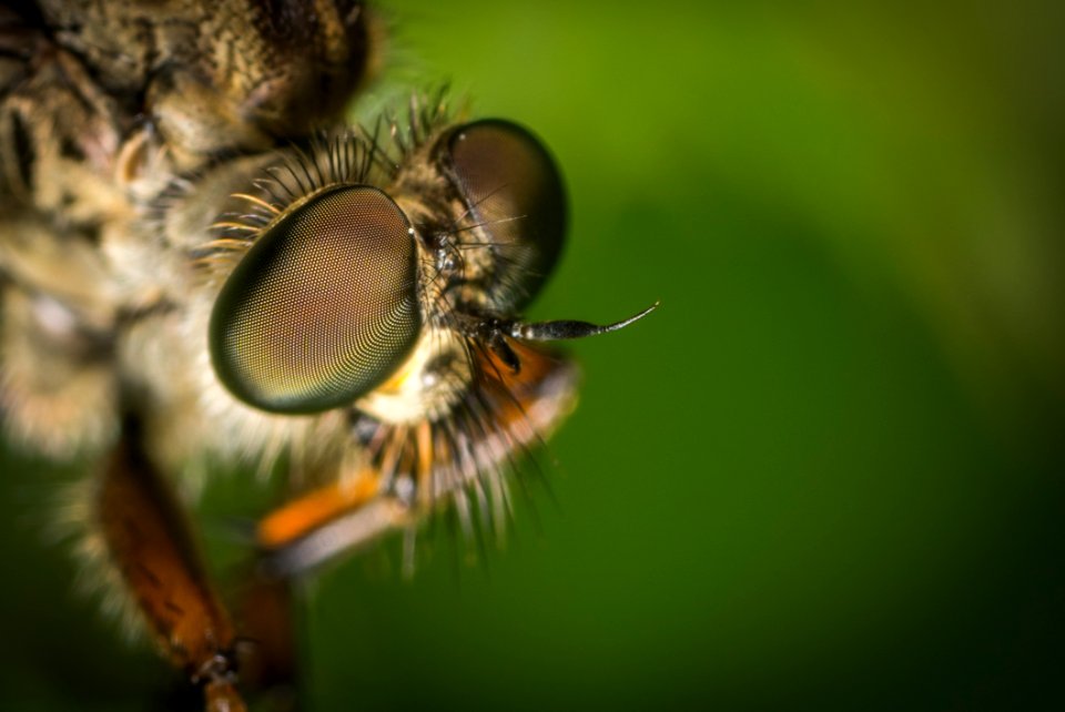 Macro Photography Of Fly
