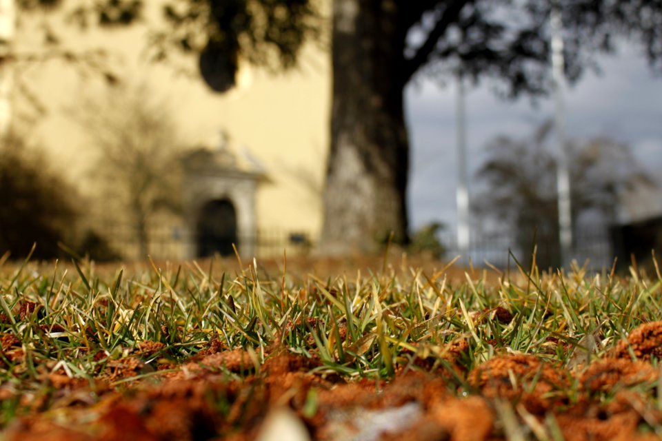 Worms Eye View Of Grass