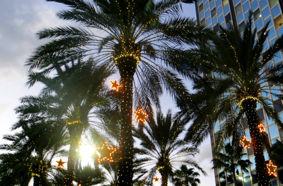 Photo Of Palm Trees