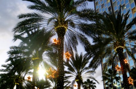 Photo Of Palm Trees photo