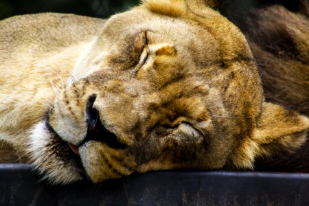 Lioness Closing Its Eyes