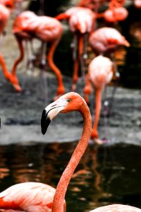 Pink Flamingo photo