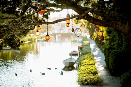 Brown Pendant Lamp Hanging On Tree Near River photo