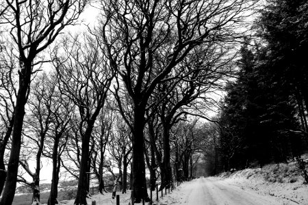 Grayscale Photography Of Snow-covered Field And Bare Trees photo