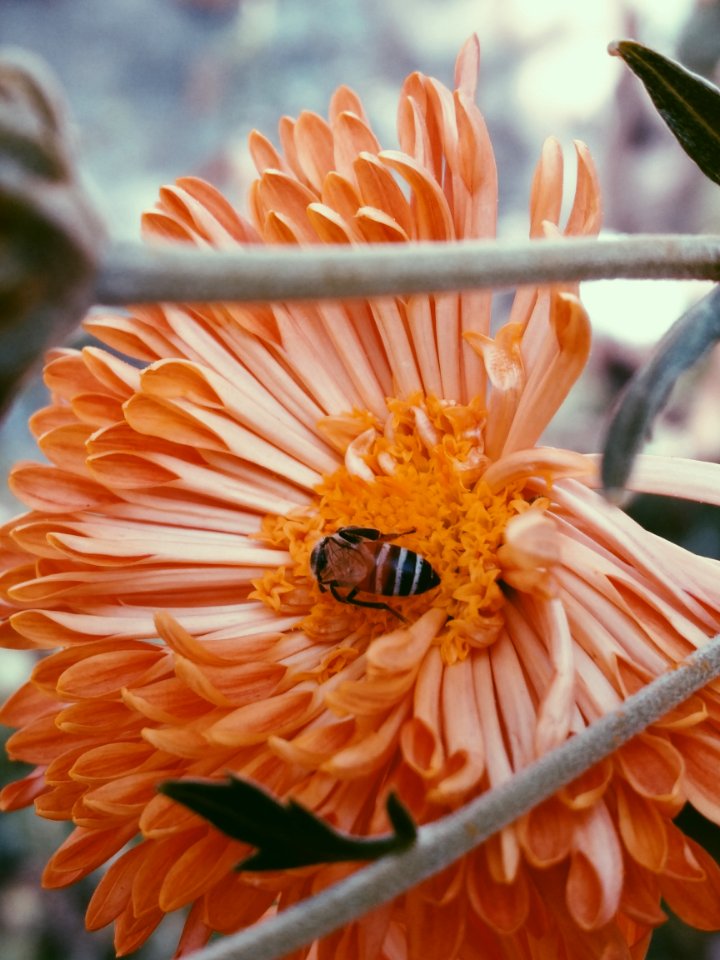 Photography Of Bee On Flower