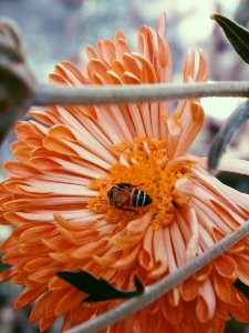 Photography Of Bee On Flower photo