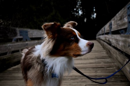 Close-Up Photography Of Hairy Dog