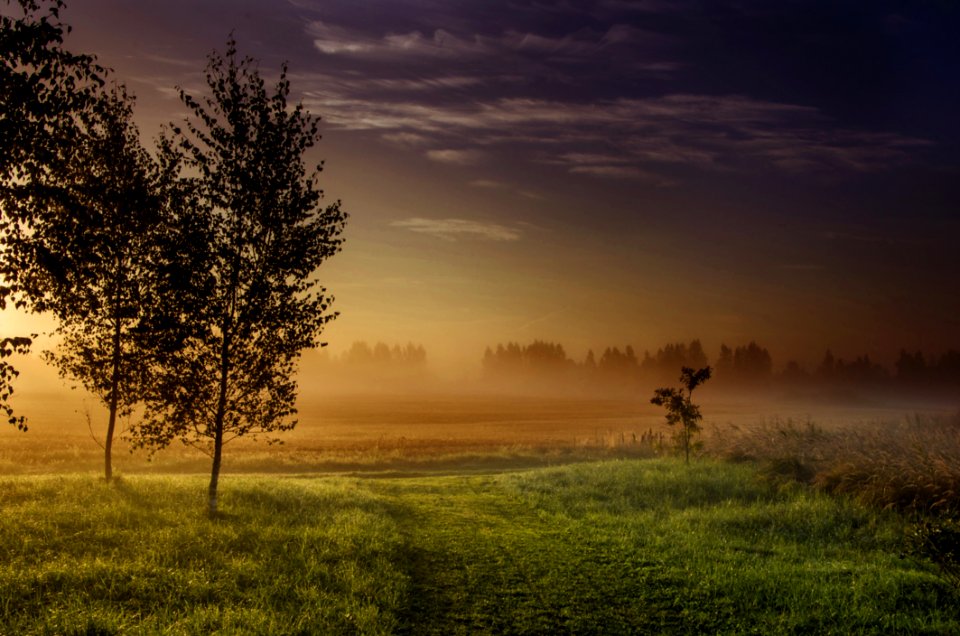 Landscape Photography Green Grass-field Beside Dark Foggy Forest During Golden Hour