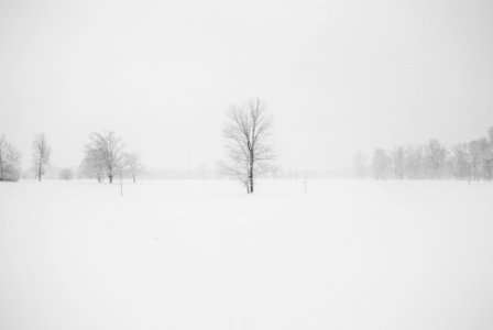 Photography Of Leafless Tree Surrounded By Snow photo