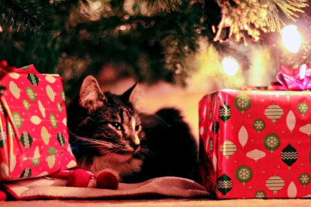 Tabby Cat Lying Under Christmas Tree With Gifts photo