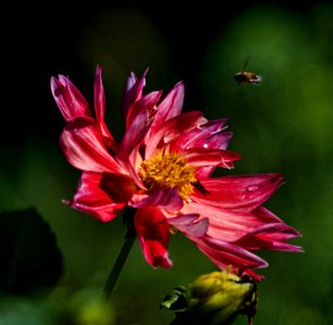 Macro Photography Of Bee Hovering On Pink Petaled Flower