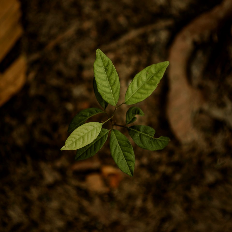Close Up Photo Of Green Seedling