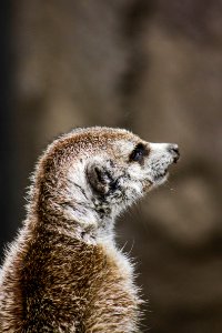 Closeup Photography Of Brown Meerkat photo