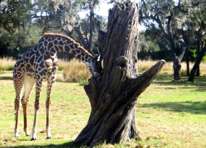 Giraffe Beside Gray Dead Tree photo