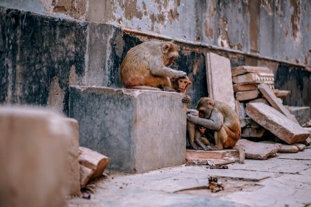 Three Brown Monkey Near Concrete Wall photo