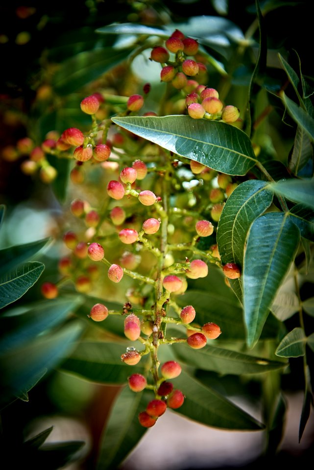 Round Red Fruits