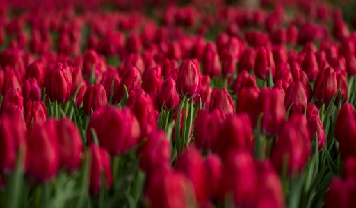 Red Tulip Flower Field Close-up Photo