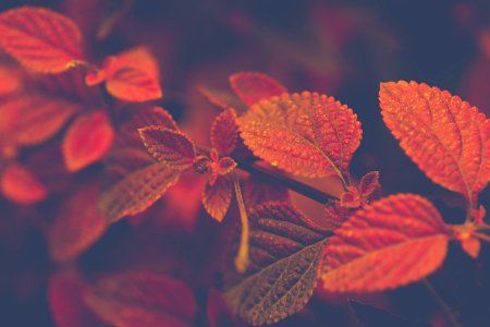 Shallow Focus Photo Of Red And Brown Leaves photo