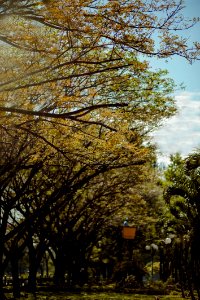 Brown Leafed Trees