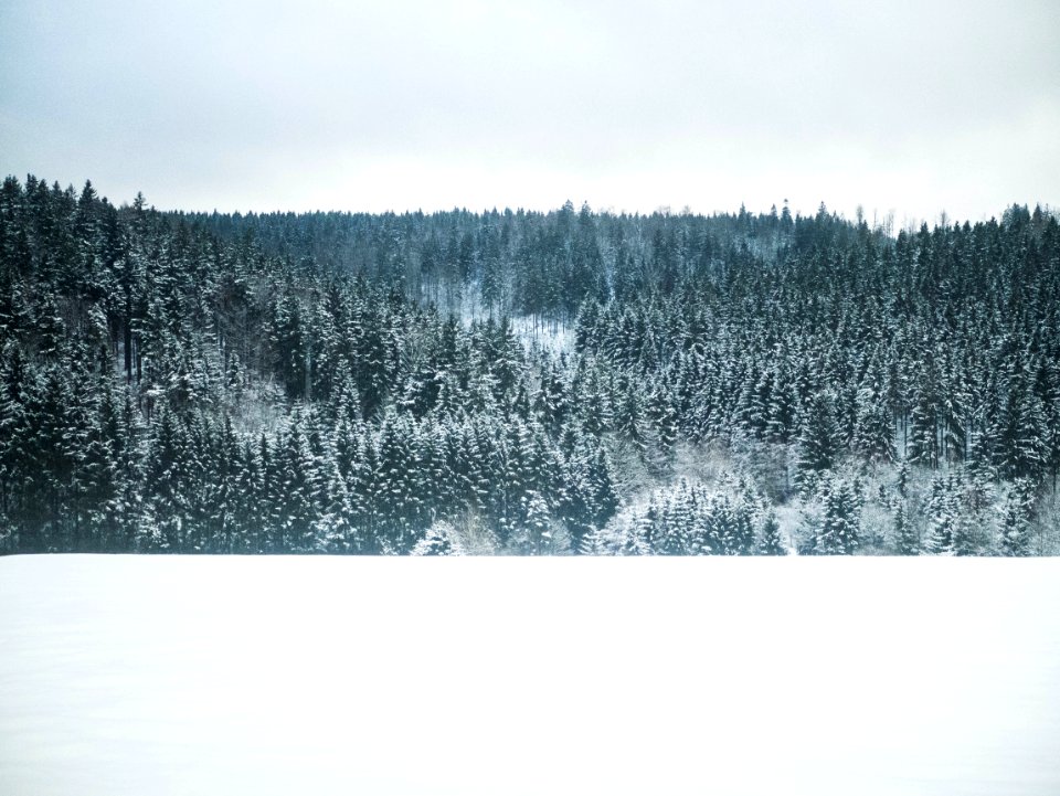 Forest Scene Illustration