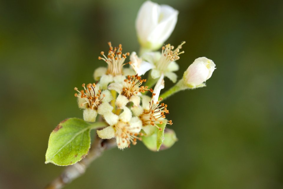 Selective Photography Of White Flower