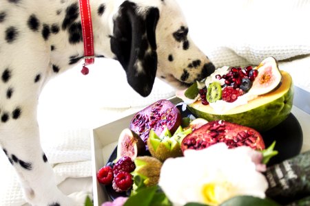 Black And White Dalmatian Dog Eating Fruits