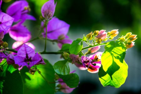 Selective Focus Photography Of Purple Petaled Flowers photo