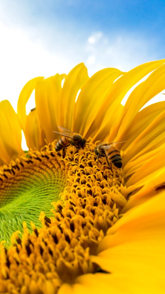 Macro Photo Of Bumblebees On Yellow Sunflower