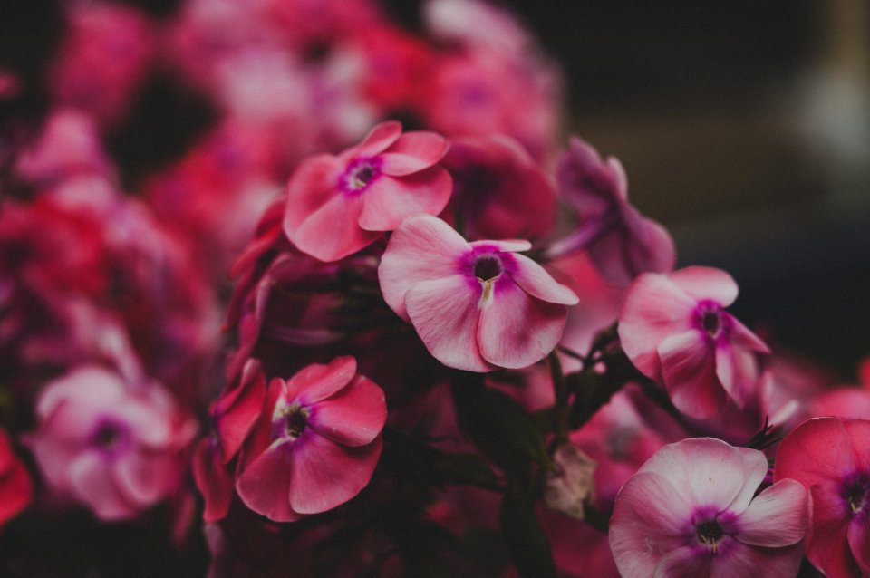 Close Up Photo Of Red Petaled Flowers