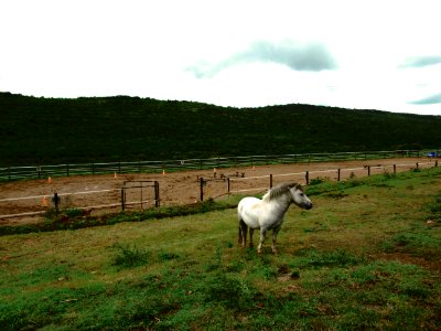 White Horse On Green Grass Field With Fence photo