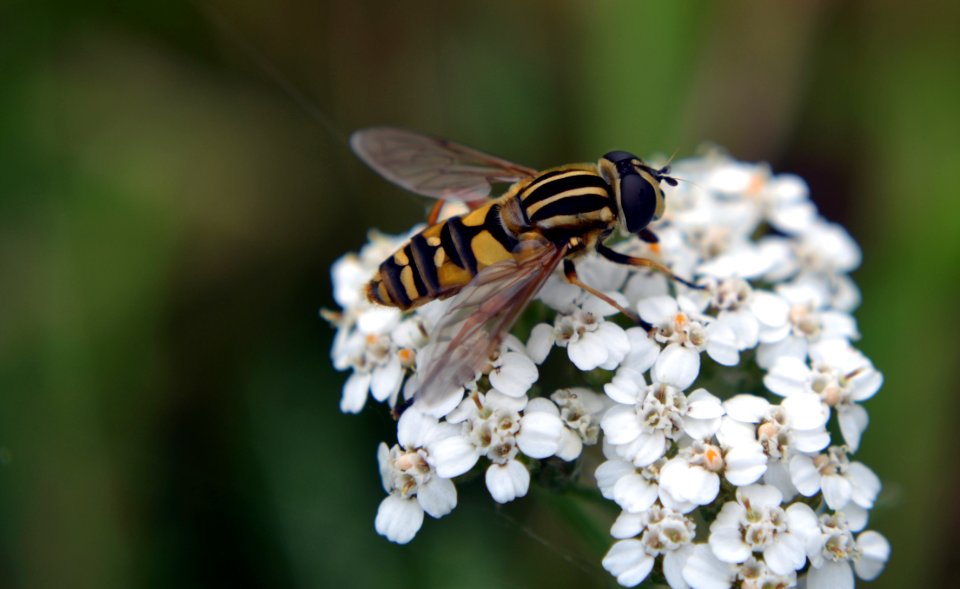 Macro Photography Of Hoverfly On Flowers