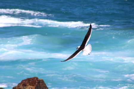 Time Lapse Photo Of Soaring Bird Above The Sea