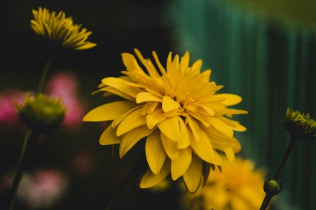 Shallow Focus Photography Of Yellow Flowers photo