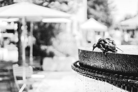 Grayscale Photo Of Bird On Water Fountain photo