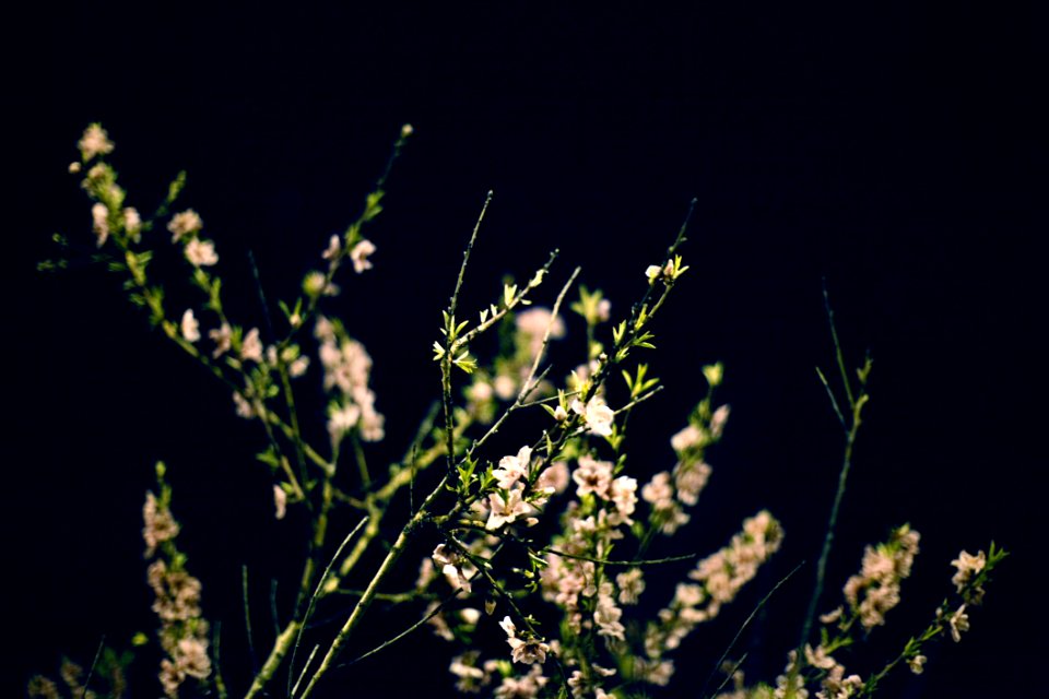 White Flower