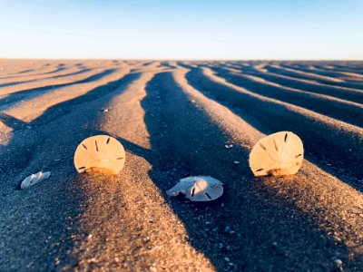 Three Sand Dollars On Sand