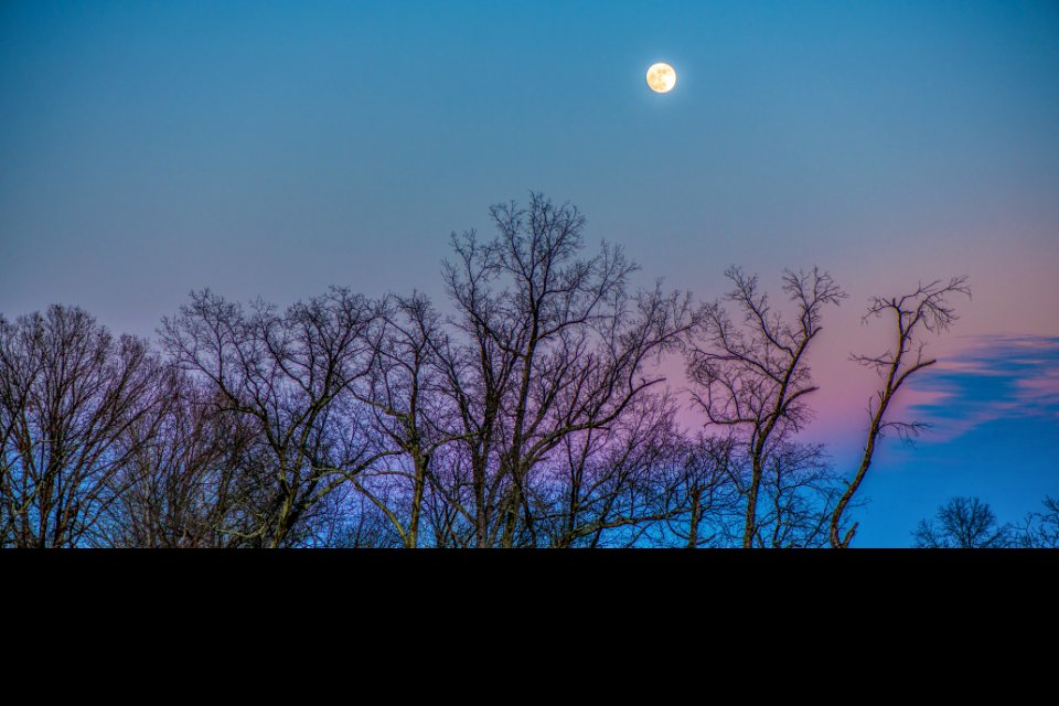 Brown Leave Less Tree During Sunset