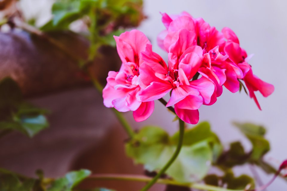 Pink Clustered Flower