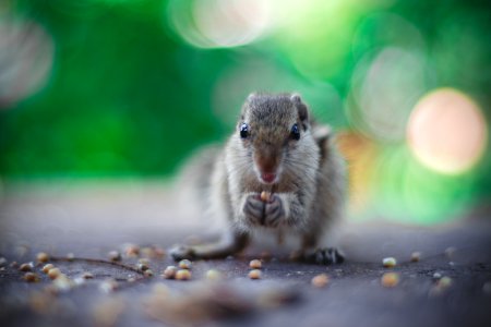 Selective Focus Photography Of Gray Squirrel Holding Seeds photo