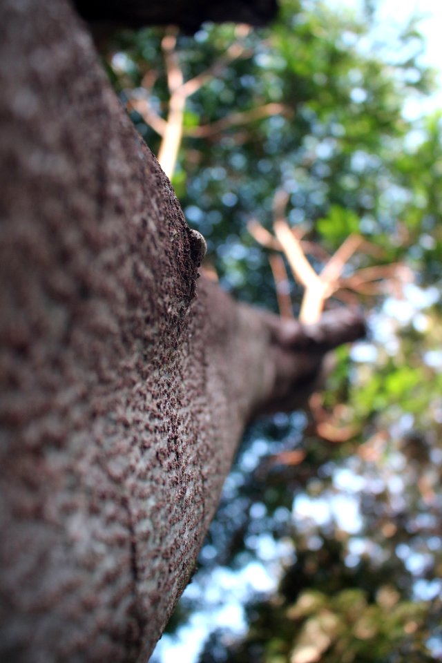 Macro Shot Photography Of Brown Twigs photo