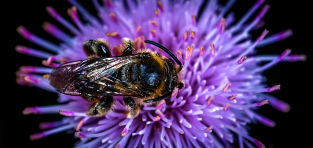 Black And Yellow Honey Bee On Purple Clustered Flower photo
