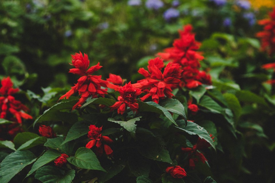 Selective Focus Photography Of Red Petaled Flowers