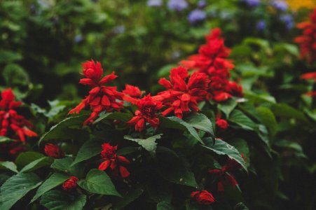 Selective Focus Photography Of Red Petaled Flowers photo